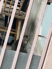 Felis catus