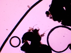 Rosellinia subiculata