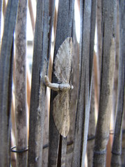 Eupithecia acutipennis