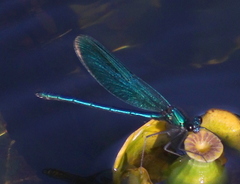 Calopteryx splendens