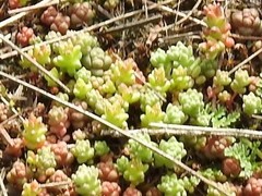 Sedum cespitosum