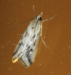 Achyra massalis