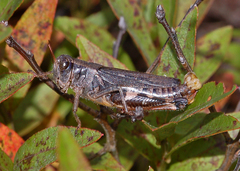 Melanoplus fasciatus