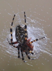Araneus annulipes