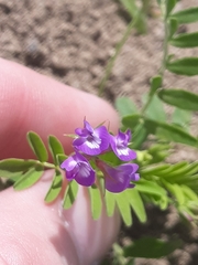 Astragalus nuttallianus