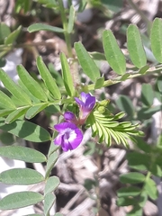 Astragalus nuttallianus