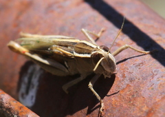 Calliptamus plebeius