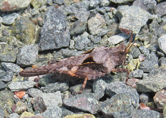 Tetrix ornata