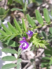 Astragalus nuttallianus