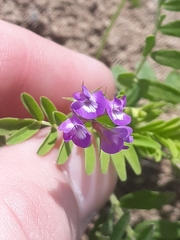 Astragalus nuttallianus