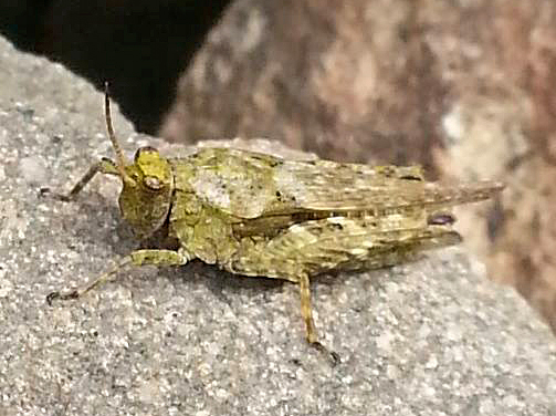 Brunner's Grouse Locust