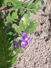 Astragalus nuttallianus