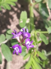 Astragalus nuttallianus