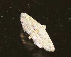 Araeopteron canescens