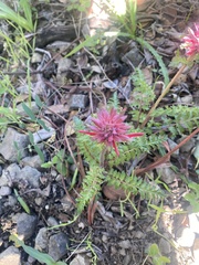 Pedicularis densiflora densiflora