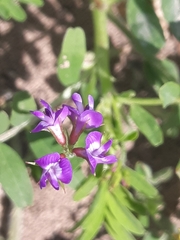 Astragalus nuttallianus