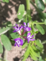 Astragalus nuttallianus