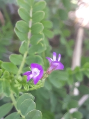 Astragalus nuttallianus