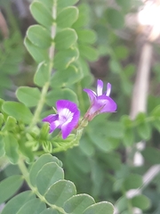Astragalus nuttallianus
