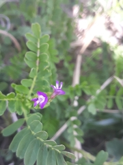 Astragalus nuttallianus