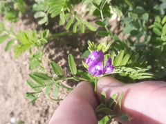 Astragalus nuttallianus
