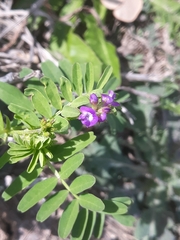 Astragalus nuttallianus
