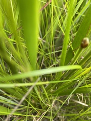 Xyris tennesseensis