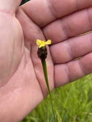 Xyris tennesseensis