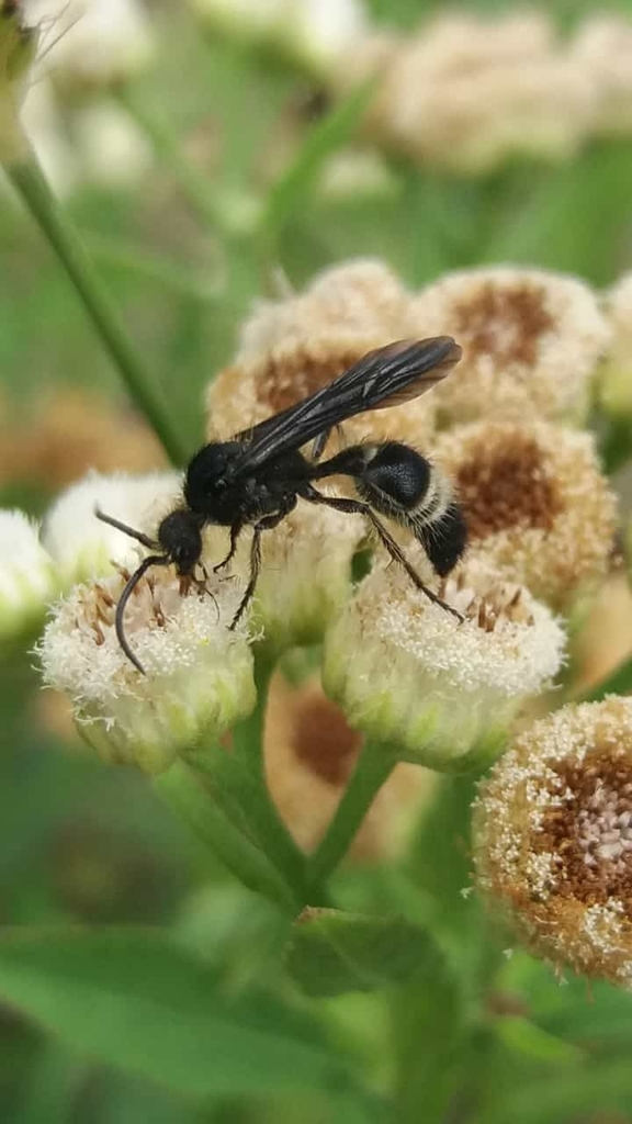 Ceratophotopsis