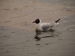 Chroicocephalus ridibundus