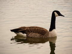 Branta canadensis