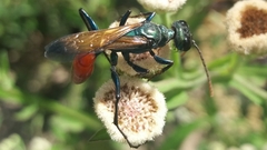 Chlorion hemipyrrhum