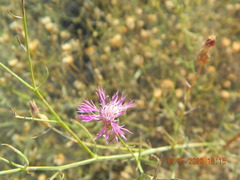 Centaurea odessana