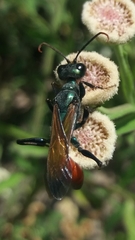 Chlorion hemipyrrhum