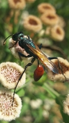 Chlorion hemipyrrhum