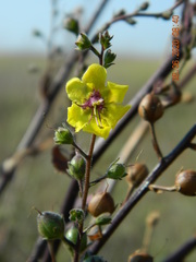 Verbascum blattaria