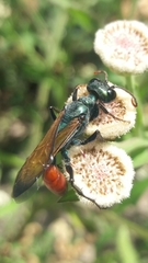 Chlorion hemipyrrhum