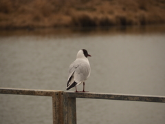 Chroicocephalus ridibundus