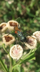 Chlorion hemipyrrhum