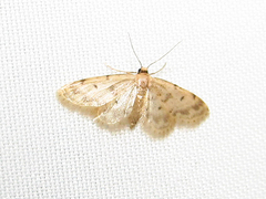 Idaea bonifata