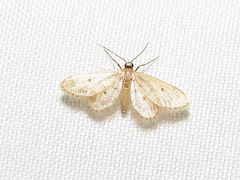 Idaea bonifata