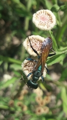 Chlorion hemipyrrhum