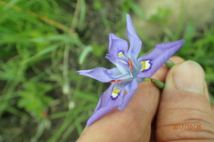 Moraea inclinata