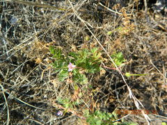 Erodium cicutarium