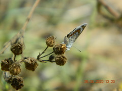 Plebejus