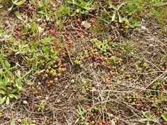 Sedum cespitosum