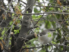 Mimus polyglottos