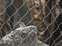Mimus polyglottos