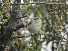 Mimus polyglottos
