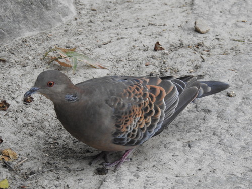 Streptopelia orientalis